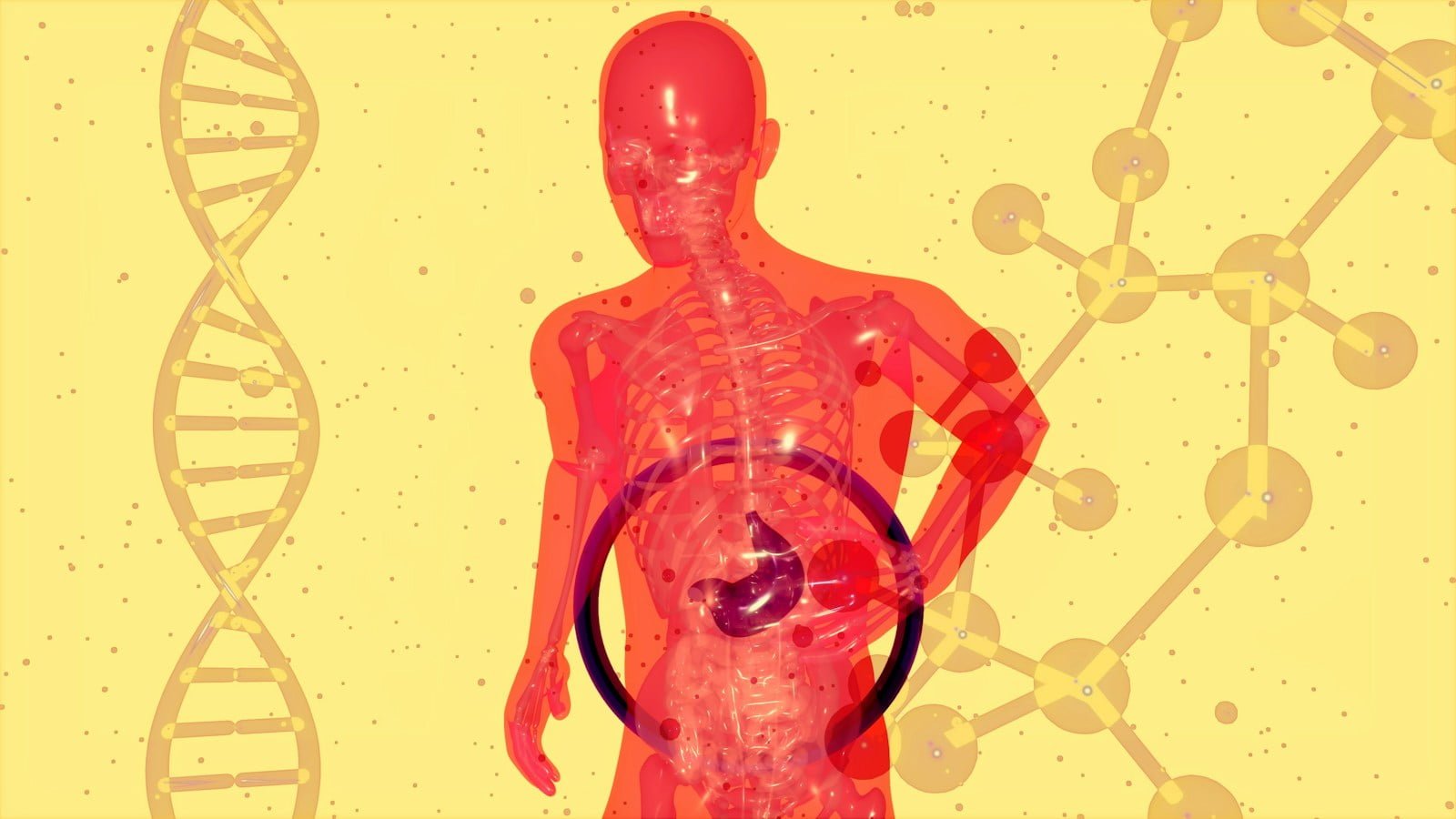 a picture of a human body with a liver of the human body