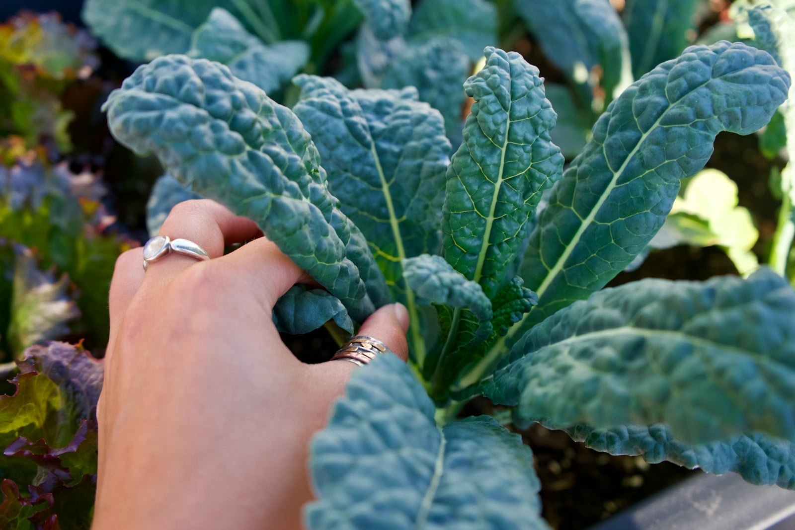 Kashmiri Haakh, also known as Kashmiri Collard Greens | Kashmir Health