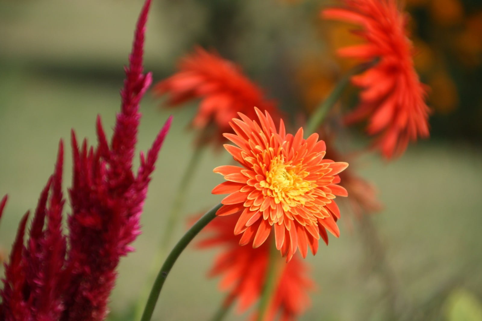 a bunch of flowers that are in a vase